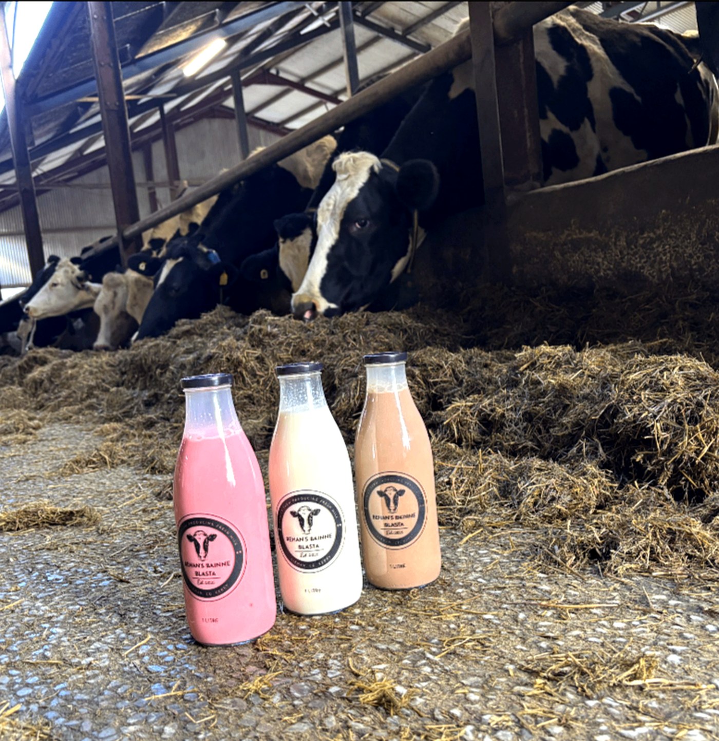 Three Behan's Bainne Blasta bottles — strawberry pink, fresh milk and chocolate — in front of dairy cows in the farm shed